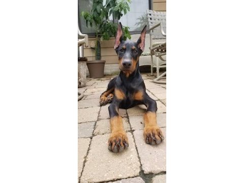 Ruhsatlı köpek çifliğinden doberman yavrular a scrli