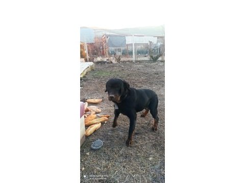 1.5 yaşında çipli rottweiler kızımız yeni yuvasını arıyor