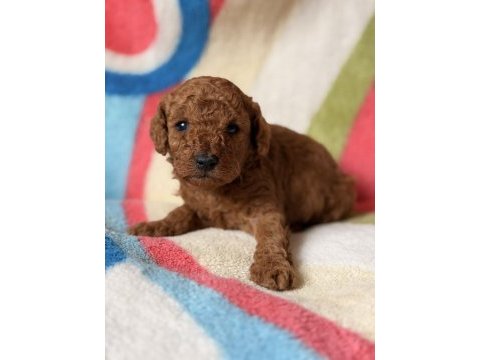Red brown toy poodle yavrular