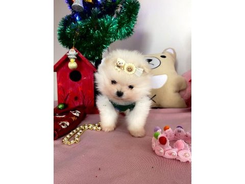 Miniboy teddy bear pomeranian boo yavrular