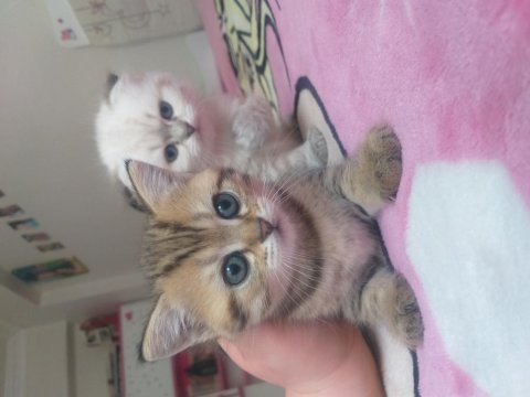 Scottish fold ve scottish white point yavruları