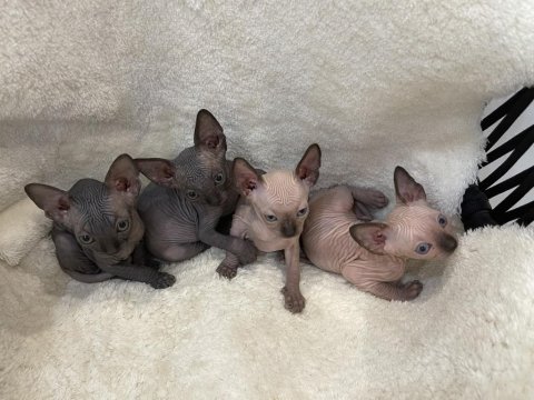 Sphynx sfenks tüysüz dişi erkek yavruları