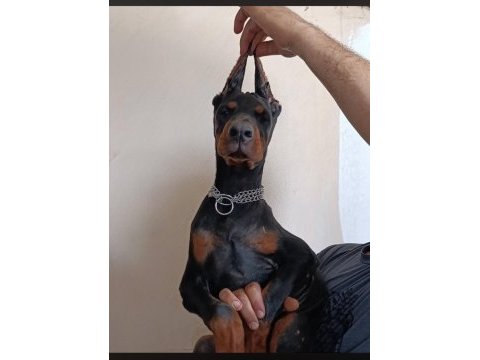 A scr doberman yavruları