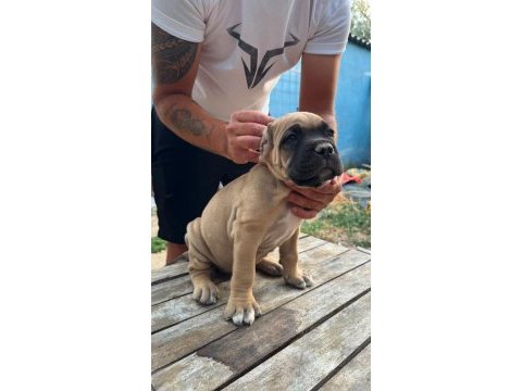 Ruhsatlı resmi işletmeden taksit avantajıyla cane corso