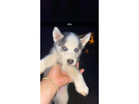 Safkan husky sibirya kurdumuz