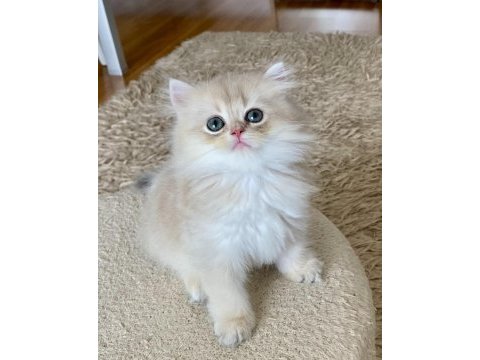 Safkan british longhair blue golden erkek yavru
