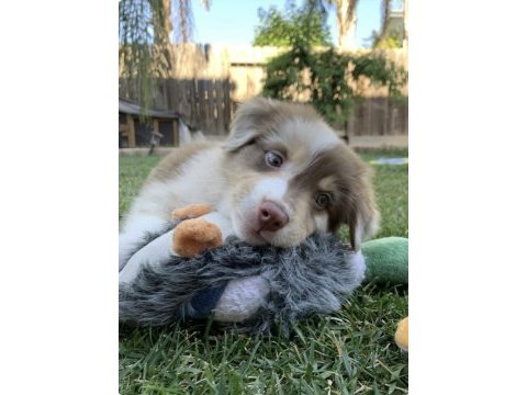 Nadiren red merle renkli gözlü border collie