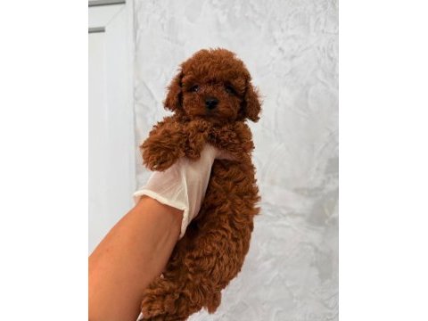 Toy poodle köpeği