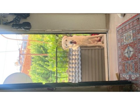 Köpeğimiz güneş için yuva arıyoruz