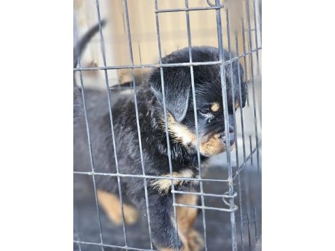 Erkek dişi a scr kif rottweiler