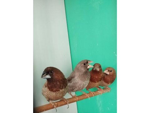 Mokka bengal ispinozu yarışma vasıflı çiftler