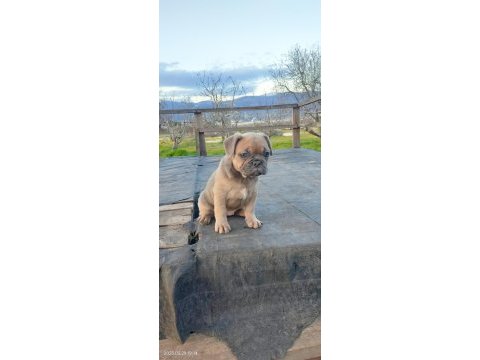 Blue fawn sable dünyalar güzeli french bulldog