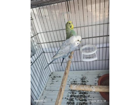 Muhabbet kuşu takım