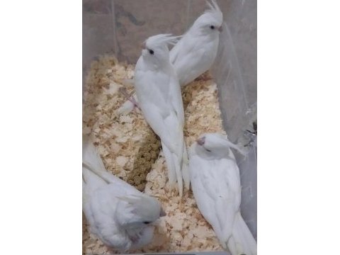 Albino sultan papağan el besleme bebek
