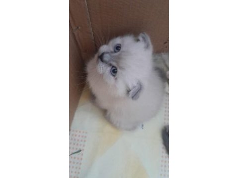 Blue point kedimiz anne baba görseli var