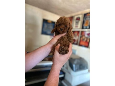Kore ve toy poodle bebeklerimiz