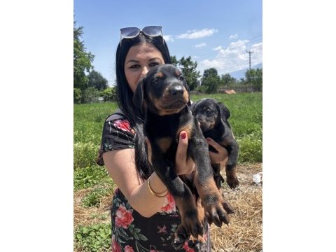 King doberman yavrularım