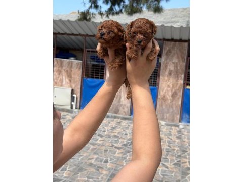 Kore red dark poodle bebışler