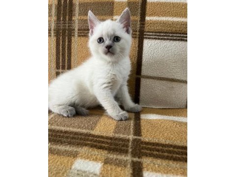 Üst düzey british shorthair bebekler