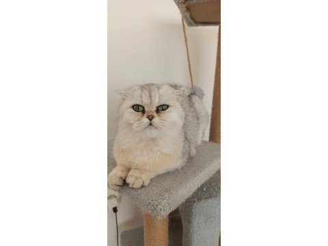 Scottish fold dişi kedimiz