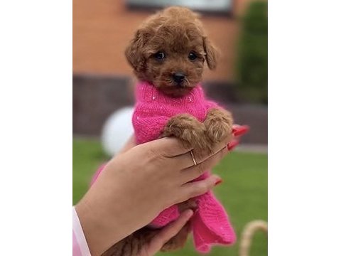 Toy poodle köpeği safkan