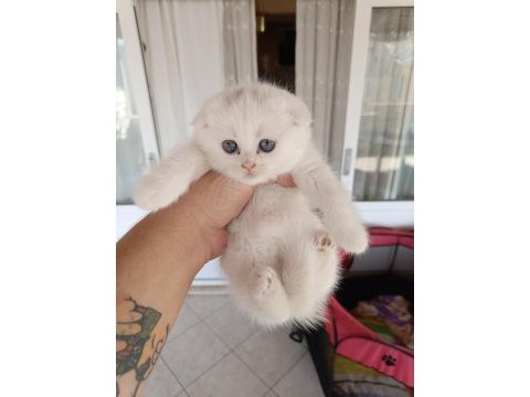 45 günlük scottish fold yavrularım