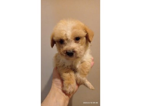 Dişi maltipoo yavrumuz