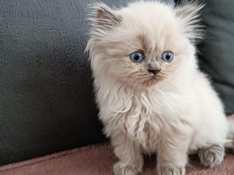 Blue point british longhair oğlumuz