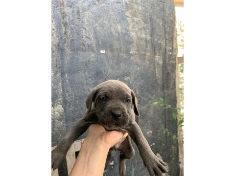 Dev cane corso yavrular