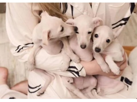 İtalyan tazısı greyhound