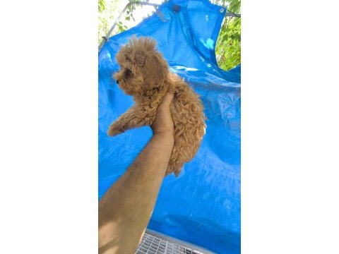 Maltipoo yavrular