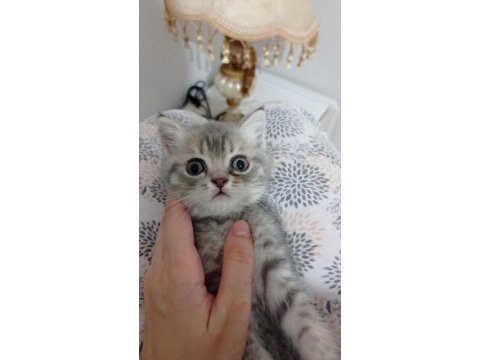 Kedimize kalıcı ciddi bakacaklar dönüş yapsın