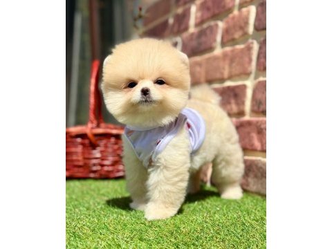 Safkan pomeranian boo köpekler