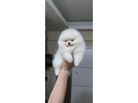 Üst kalite ayı surat pomeranian boo (dişi)