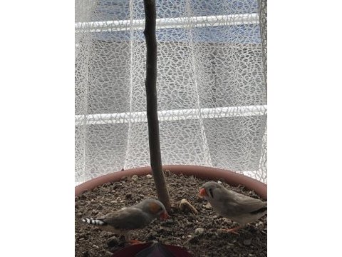 Hint bülbülü zebra ispinoz finch