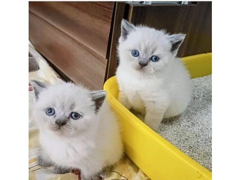British shorthair minnoşum
