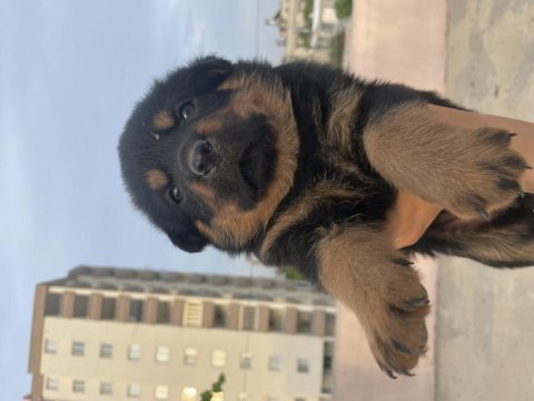 Macar rottweiler koca kafa