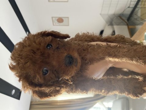 Dişi toy poodle yavrularımız 