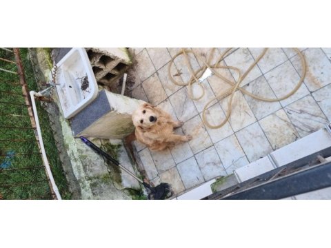 Golden retriever 6 aylık erkek köpeğimiz