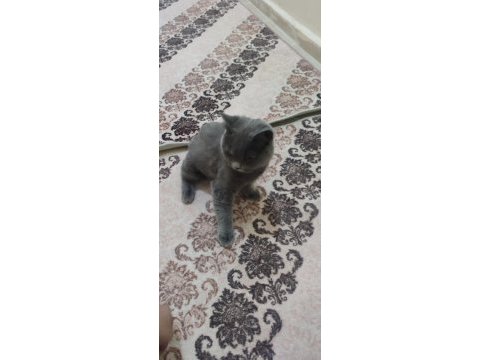 Akıllı ve sevimli british shorthair