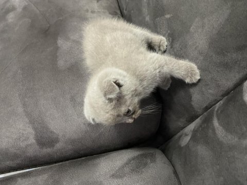 2 yavru kaldı british shorthair