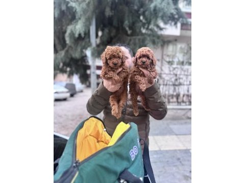 Safkan sağlıklı toy poodle yavrular anne altından