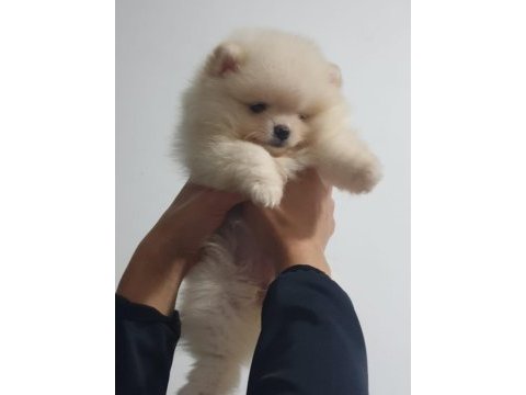 Kalite orjinallik isteyen için pomeranian boo