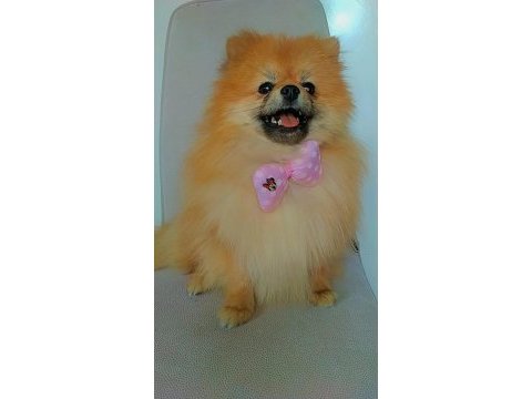 Mükemmel kürk yapısına sahip pomeranian dişi