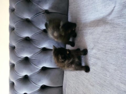 Yavru kedim british shorthair