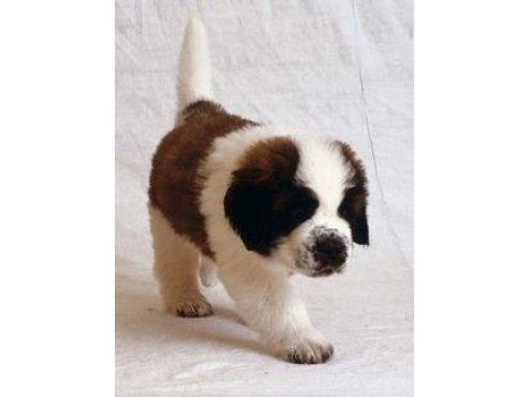 Safkan anne ve babadan st bernard yavrular
