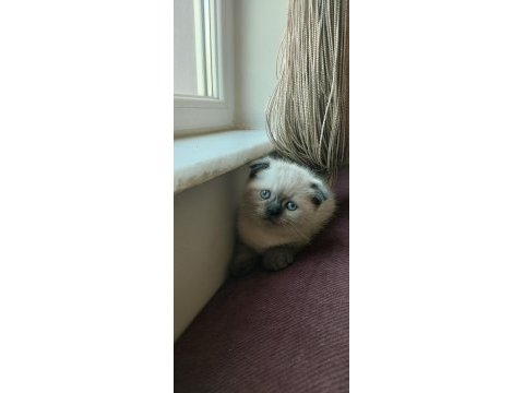 Scottish fold erkek blue point