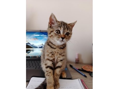 Tırtıl british shorthair bebek