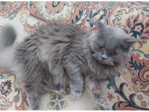 8 aylık british longhair kızımız