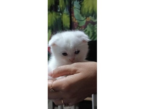 Anne baba saf kan aşılı kedimiz